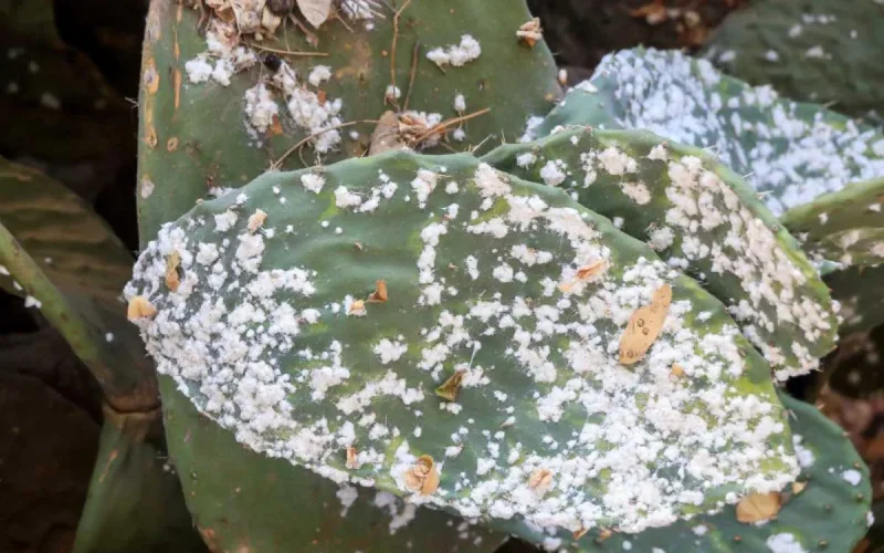 L'Algérie invente de nouvelles accusations contre le Maroc 