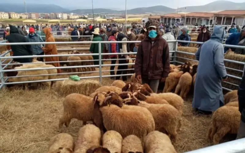 Aid al-Adha : des comités locaux de contrôle mis sur pied