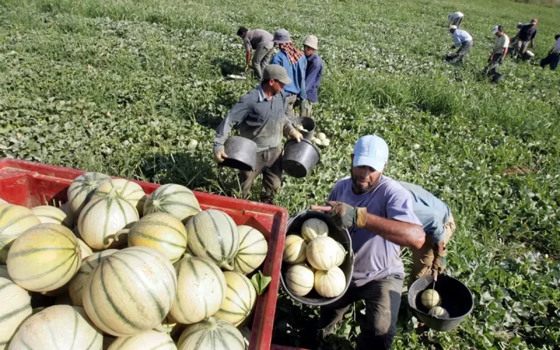 Corse : Pourquoi l'économie de l'île ne peut plus se passer des Marocains