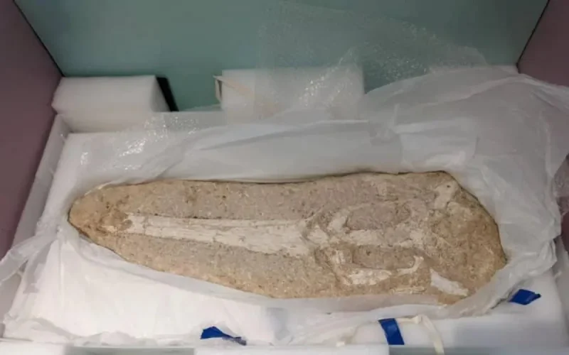 Les États-Unis restituent le crâne d'un crocodile au Maroc 