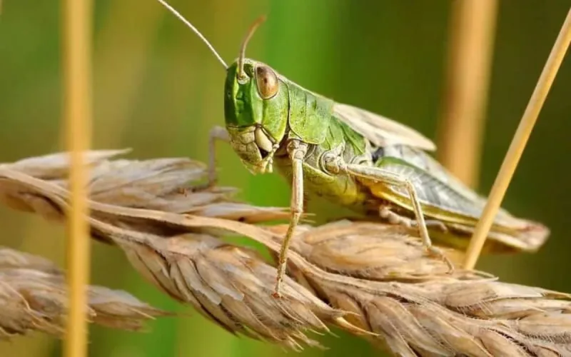 Les cultures espagnoles dévastées par des criquets pèlerins marocains