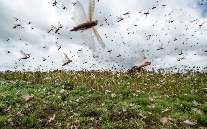 L'ironie cruelle du climat : la pluie qui a sauvé le Maroc attire un nouveau fléau