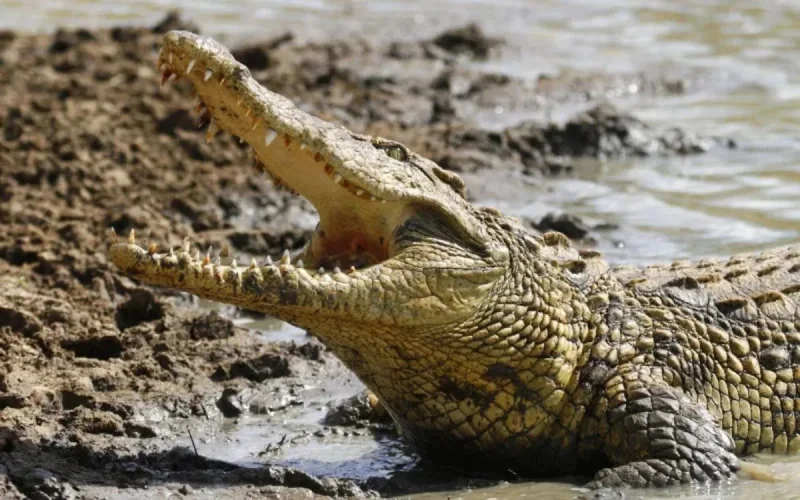 Etude : au Maroc, les crocodiles entendent-ils la détresse des bébés ?