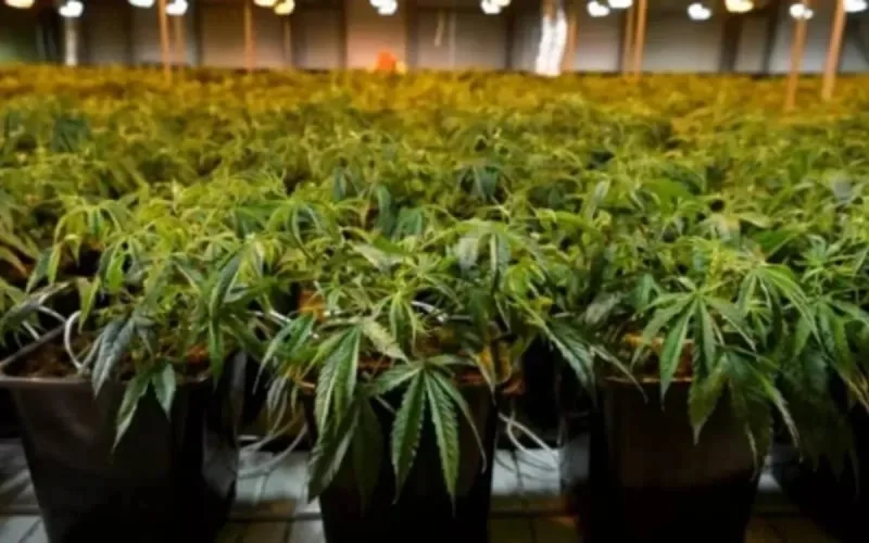 Maroc : SOS pour mettre fin au gaspillage de l'eau causée par le cannabis