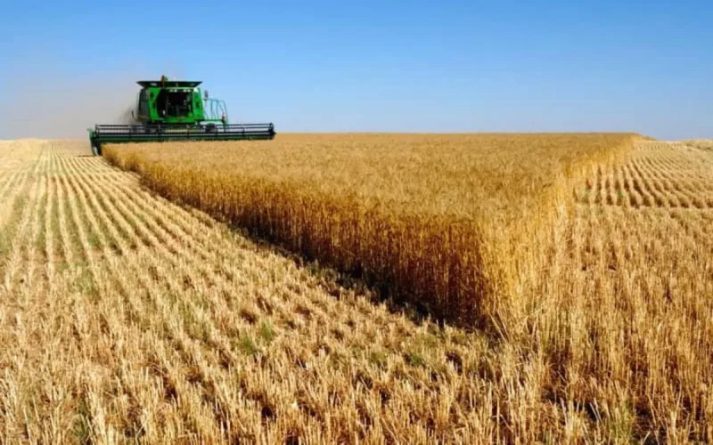 Importations de céréales : la facture s'alourdit pour le Maroc