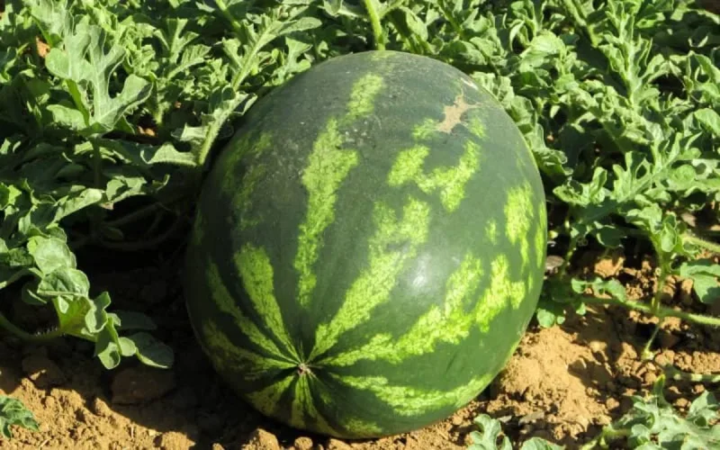 Des agriculteurs marocains appellent à l'aide