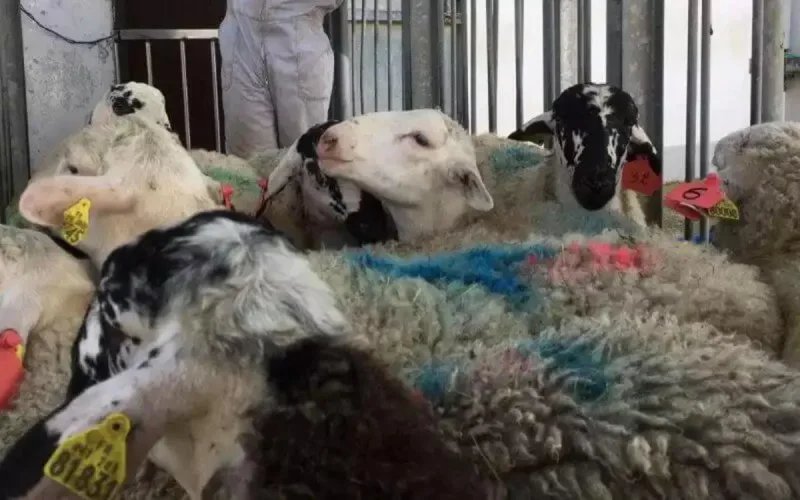 La date de l'Aid al adha en France est connue