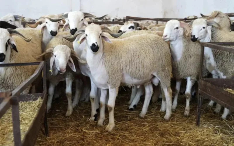 Aïd Al-Adha 2025 : voici la date prévue au Maroc