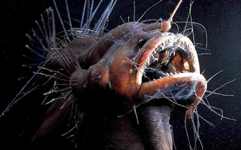 Un monstre des abysses surgit au large du Maroc