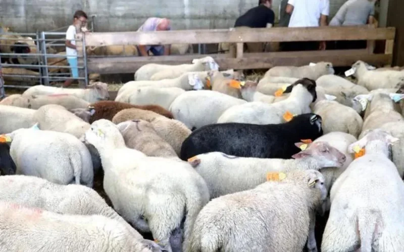 Deux dates en vue pour l'Aïd al-Adha ?