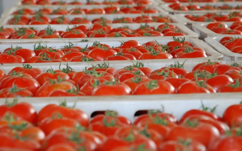 Bruxelles calcule ce que de nouvelles règles pourraient coûter aux tomates marocaines : 195 000 tonnes