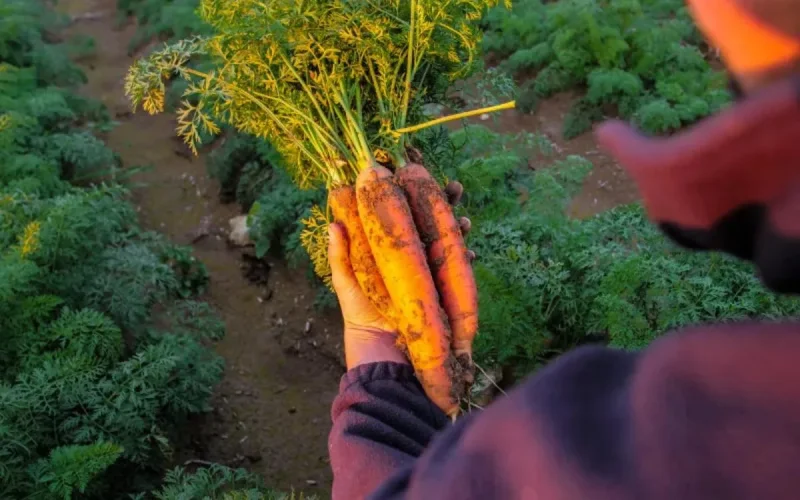 Le Maroc, gardien de la sécurité alimentaire mondiale