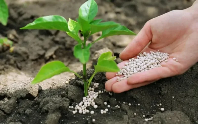 Phosphate et cadmium : le Maroc répond aux accusations de M6