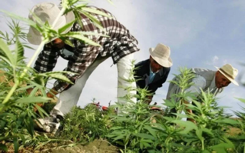 Cannabis : des entreprises étrangères attendent leur autorisation au Maroc