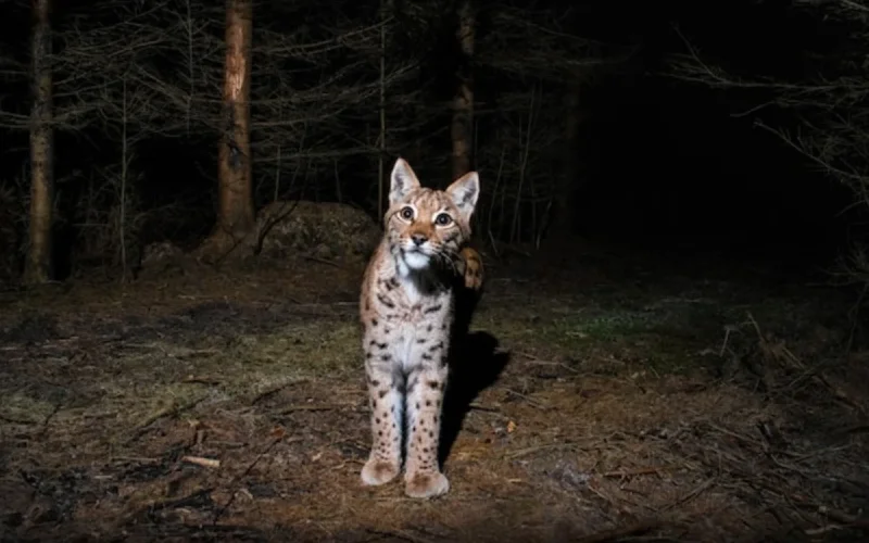 Maroc : une famille terrorisée par un chat sauvage entré en pleine nuit