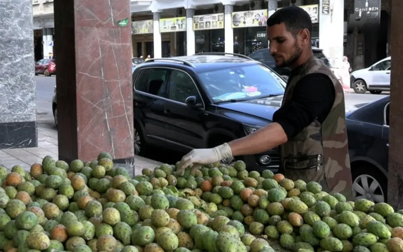 Maroc : la figue de barbarie devient un produit de luxe