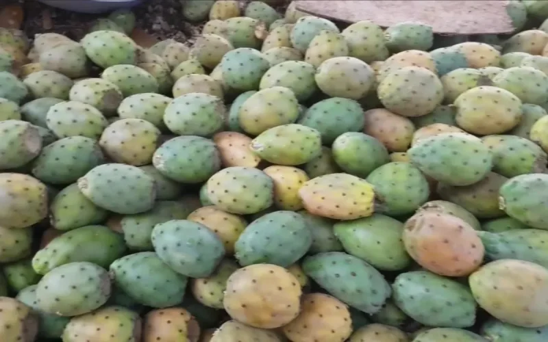 La figue de Barbarie devient un produit de luxe au Maroc