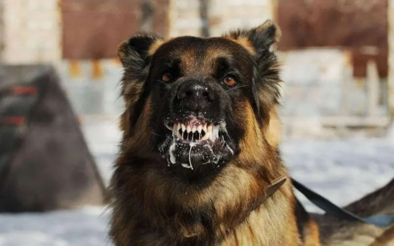 Maroc : une fillette tuée par un chien enragé à Al Haouz