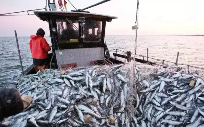 Annulation des accords de pêche : quels impacts pour le Maroc ?