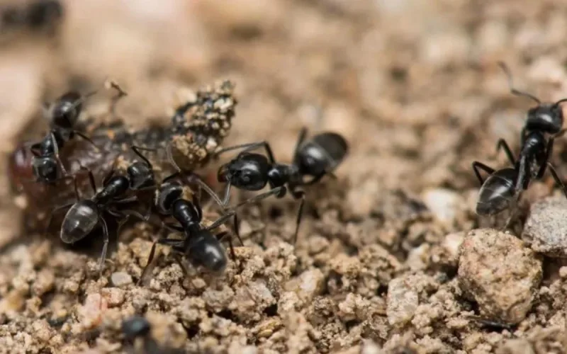 Des fourmis dangereuses originaires du Maroc envahissent l'Europe 
