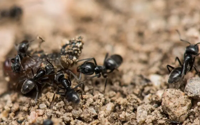 Les fourmis marocaines qui rendent la vie impossible dans un village français
