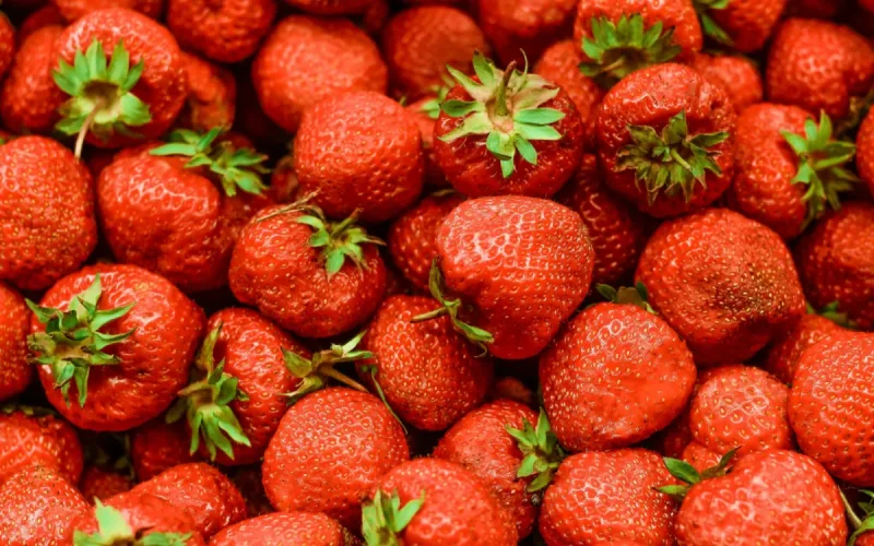 La fraise marocaine en crise
