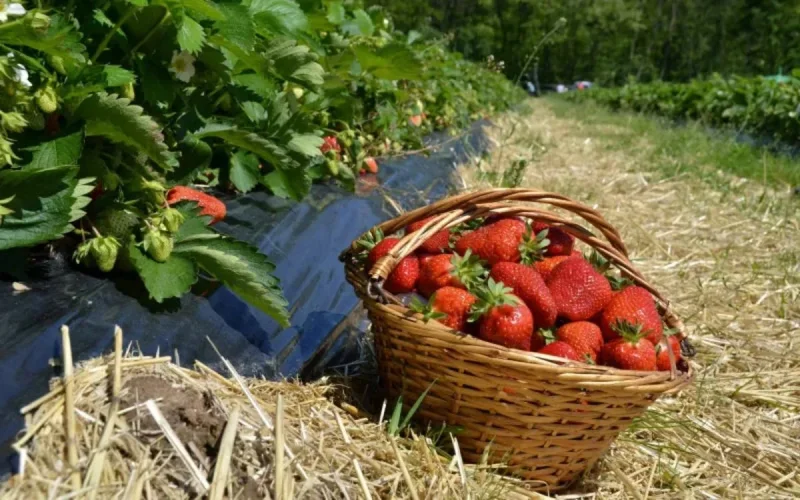 Hépatite A dans des fraises marocaines : réaction des autorités