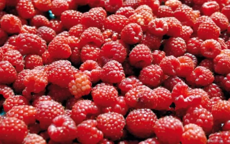 Framboise : la production marocaine surclasse celle de l'Espagne
