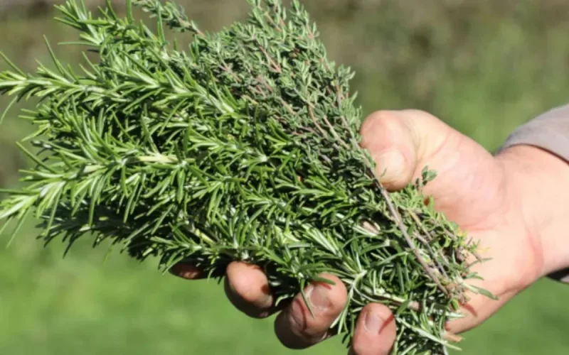 France : de la salmonelle dans le thym originaire du Maroc