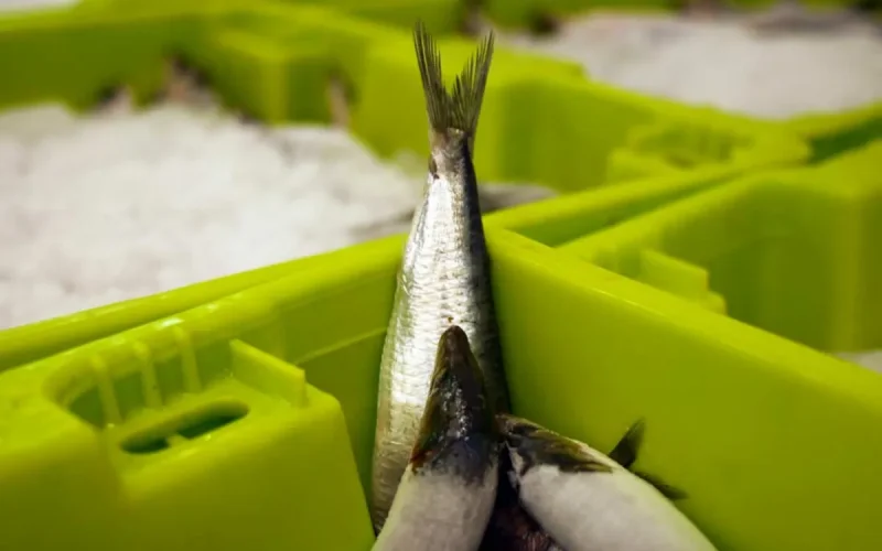 En France, la folie des sardines se heurte au verrou marocain