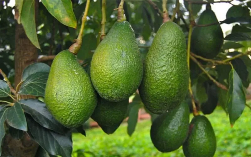 Après la tomate, les Espagnols s'attaquent à l'avocat marocain