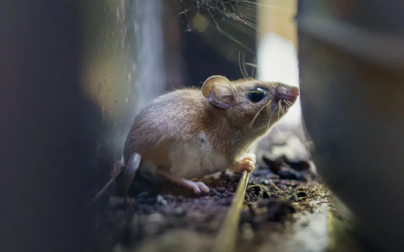 Hantavirus : le Maroc ne panique pas (encore)