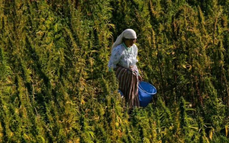 Légalisation cannabis au Maroc : une instance scientifique pour orienter