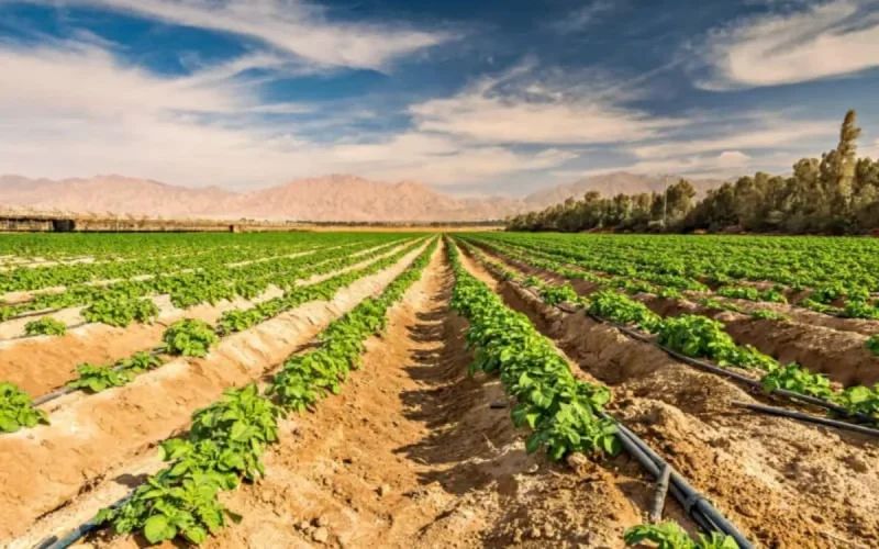 Sécheresse : la Banque mondiale accorde un nouveau prêt au Maroc