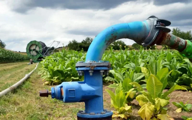 Casablanca : des champs irrigués aux eaux usées