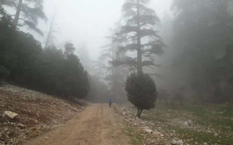 Maroc : attaques animales inexpliquées à Khenifra 