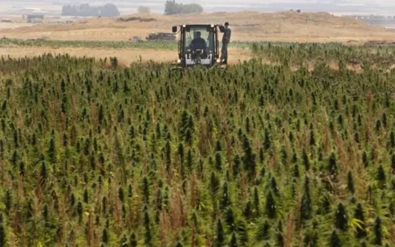Légalisation du Cannabis : Al Hoceima et Chefchaouen militent pour leur spécificité