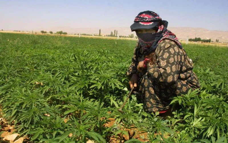 Loi sur le cannabis : le PJD vote contre