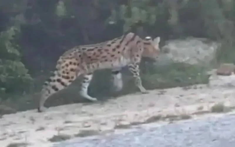 Un serval sème la panique à Tanger