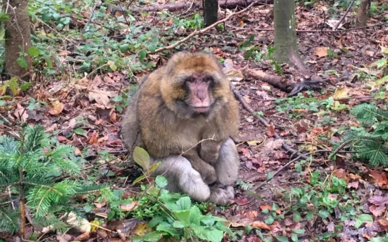 Abandonné, un singe du Maroc retrouve un refuge grâce au zoo d'Amnéville