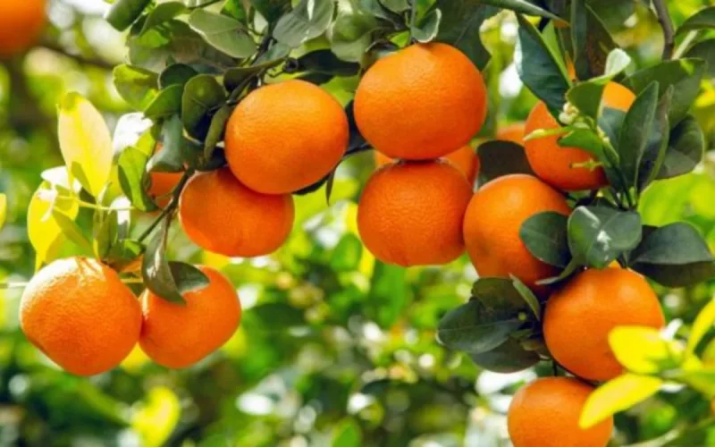Mandarines : le Maroc signe l'une des plus fortes progressions en Russie