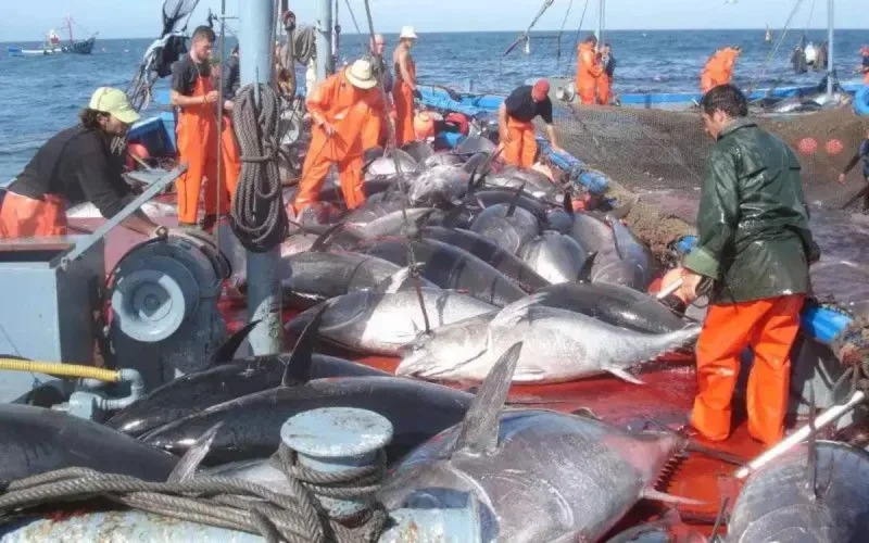 Le Maroc déterminé à renouveler l'accord de pêche avec l'UE