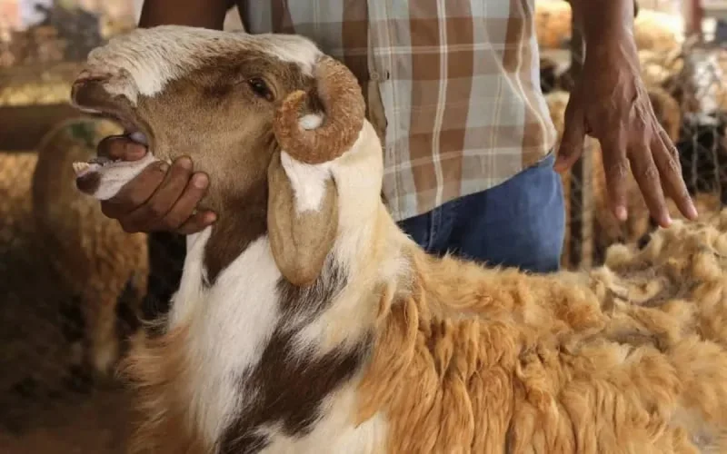 Aïd al-Adha : des moutons engraissés avec de la fiente de volaille 