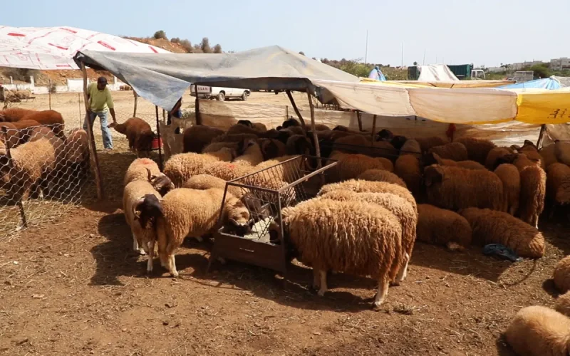 Aïd al-Adha : mauvaise nouvelle pour les Marocains