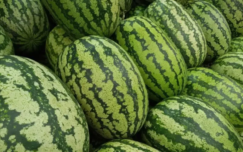 Le Maroc produit sept fois moins de pastèques que l'Algérie, mais engrange 436 fois plus à l'export