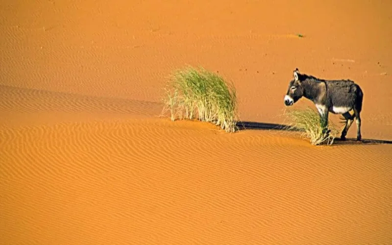 Jusqu'à 45 degrés prévus au Maroc