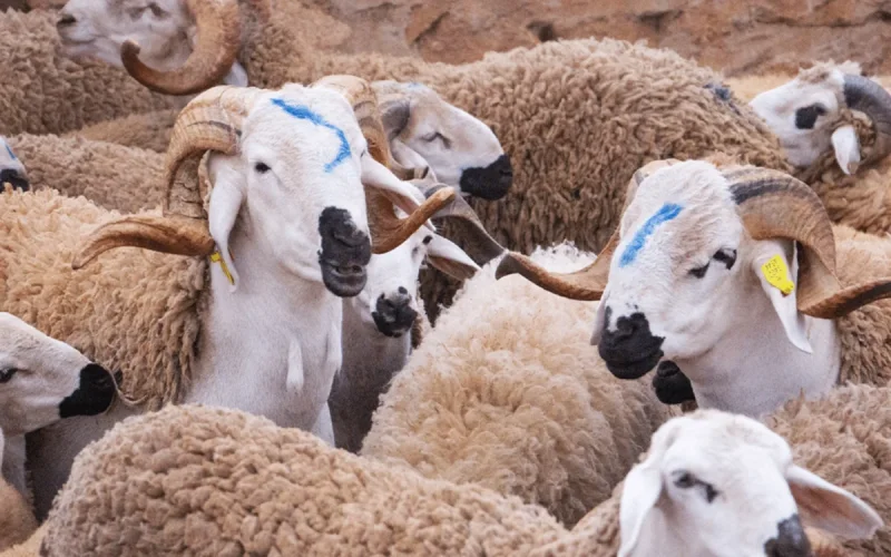 Le Maroc veut remplacer les antibiotiques par le cannabis dans l'élevage