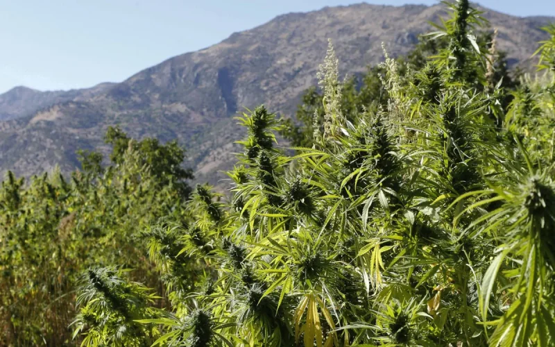 Le Maroc veut devenir un leader mondial du cannabis médical