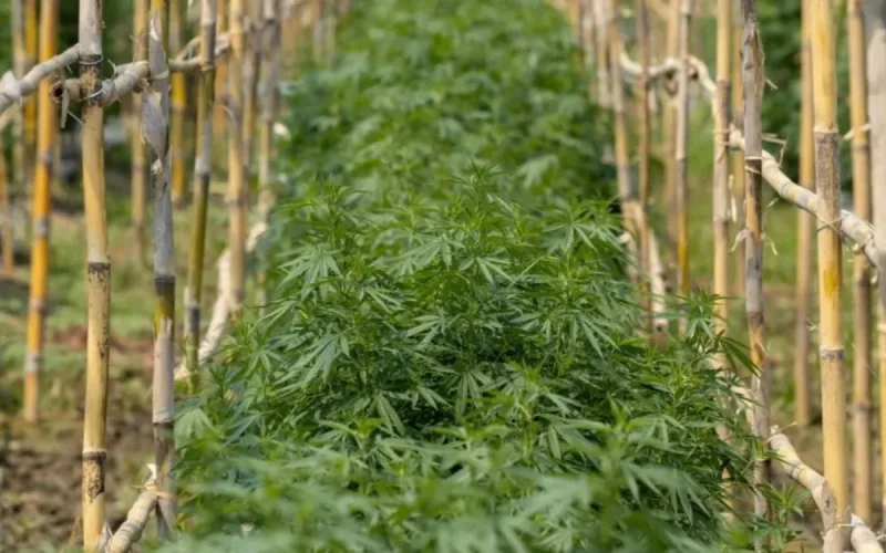 La culture du cannabis à usage médical, une réalité au Maroc 