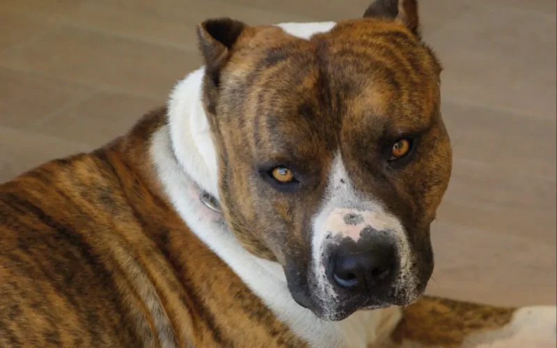 Maroc : pas de permis pour les chiens dangereux, l'interdiction reste totale